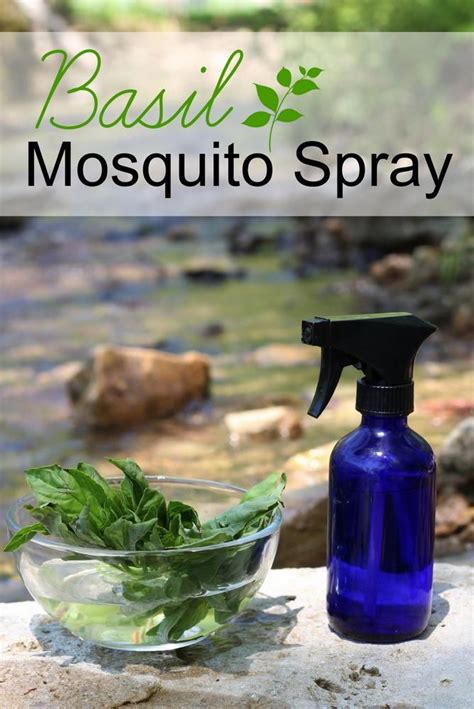 Homemade Basil Mosquito Spray The Mommypotamus Mosquito Repellent