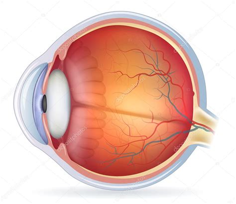 Detailed Human Eye Anatomical Illustration Stock Vector Image By