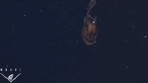 Watch The First Ever Footage Of A Black Seadevil