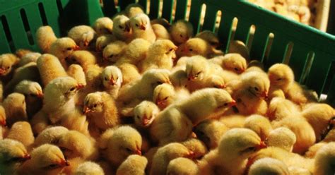 Perdue Says Its Finally Stopped Injecting Chicken Eggs With Human