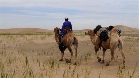 Fay3 صور لـ بدوي جمل غوبي صحراء منغوليا منظرالصحراء
