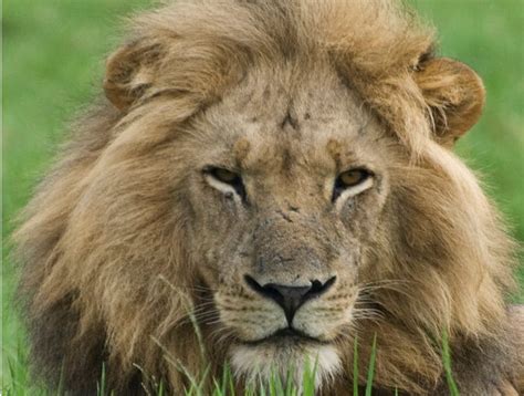 A large carnivorous feline mammal of africa and northwest india, having a short tawny coat, a. Sneaky lions in Zambia are moving across areas thought ...