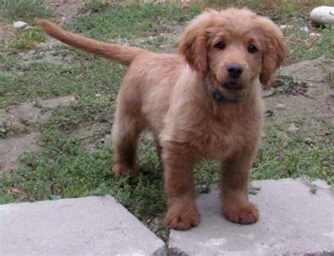 Get healthy pups from responsible and professional breeders at puppyspot. Golden Retriever Mix Puppies For Sale Near Me | PETSIDI