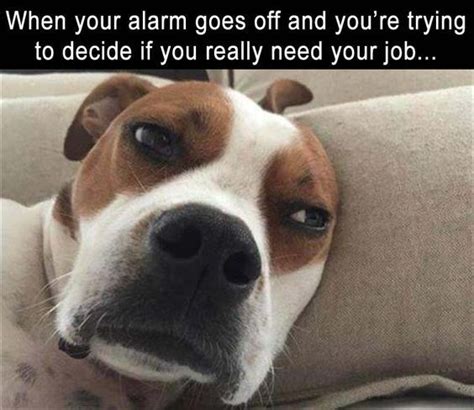 100 Funny Monday Memes To Start Your Week Right