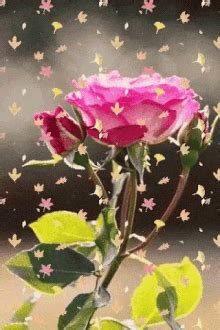 Lissa ryan #professionalgifts #holiday #corporategifts #clientgifts #artisangiftbox. Rose Flowers Gif Images GIFs | Tenor