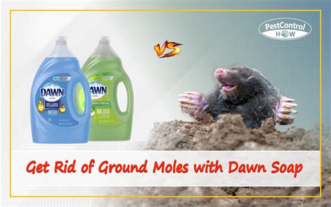How To Get Rid Of Ground Moles With Dawn Soap