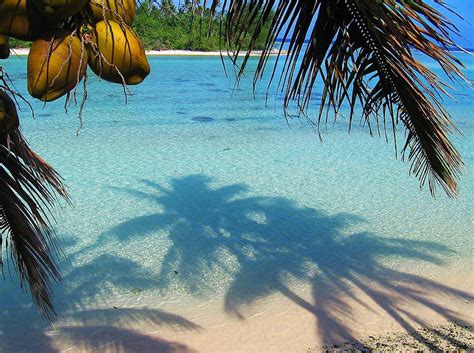 Perfect South Pacific Beach Polynesia Rarotonga Palm Sea Beach