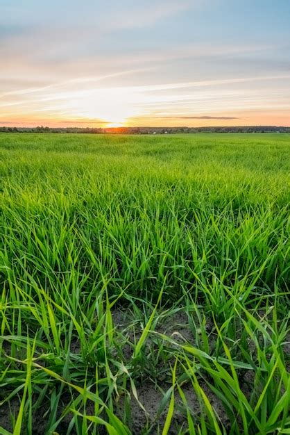 Premium Photo Scenic Landscape With Green Grass And Sunset