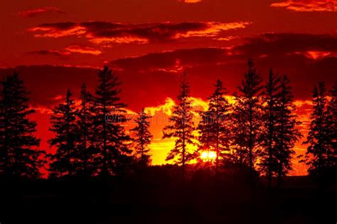 Sunset Pine Trees Stock Image Image Of Scenic Orange 21213951