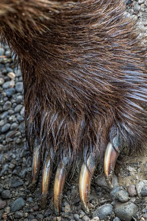 Alaska Brown Bear Claw Robswildlife