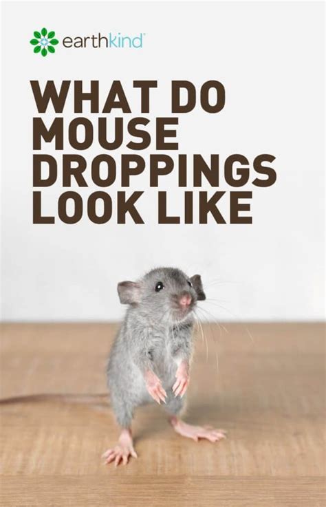 They said if i had mice inside i. What Do Mouse Droppings Look Like & How to Get Rid of Mice ...