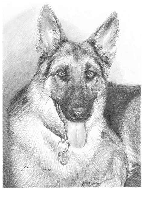 Original artwork was completed with black watercolour pencil on watercolour paper and these prints are a limited edition of 50 only. German Shepherd Pencil Portrait Drawing by Mike Theuer