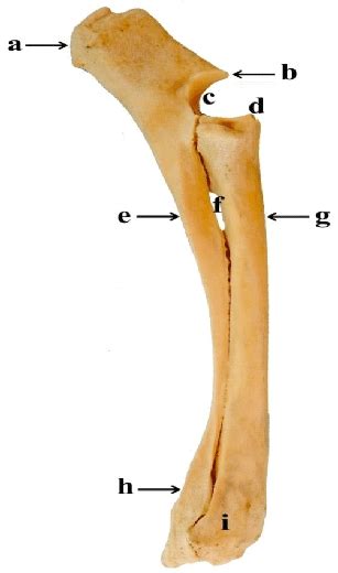 Caudo Medial View Of The Radius Ulna Showing Olecranon Process A