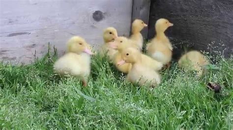 Cute Baby Ducklings Geese And Chicks Youtube