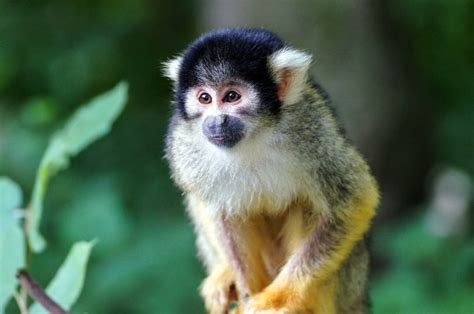 Do Squirrel Monkeys Make Good Pets Legality And Facts Pet Keen