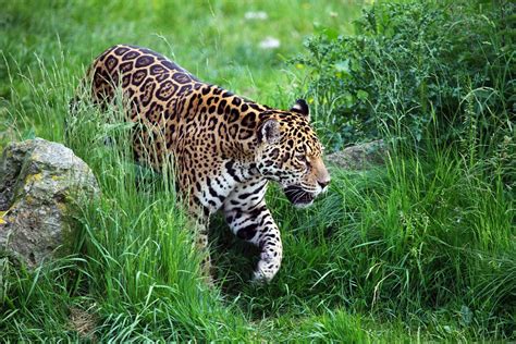Jaguar Panthera Onca Classification