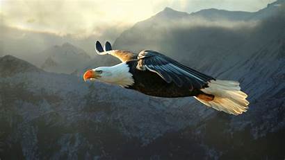 Eagle Bald Animals Nature Wallpapers 4k Desktop