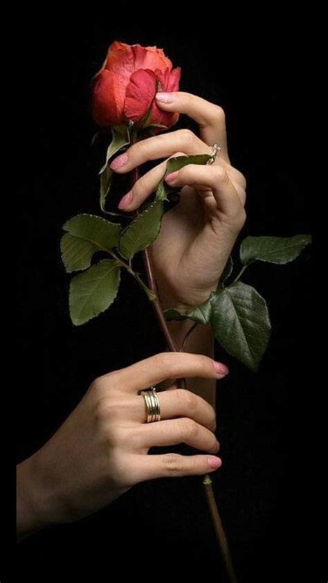 Aesthetic Hand Holding A Rose Englshwir
