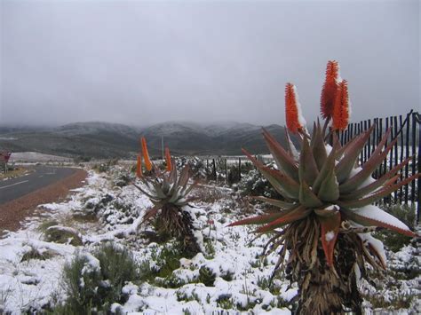 Winter In Oudtshoorn South Africa South Afrika Africa Tourism