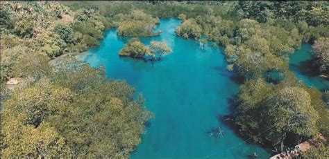 Konservasi Mangrove Di Cmc Tiga Warna Berhasil Kembalikan Ekosistem Pantai Yang Sempat Rusak