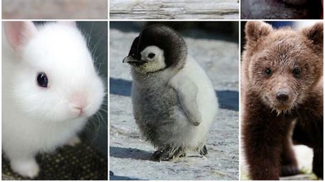 Cutest Baby Animals Youll Ever See Youtube