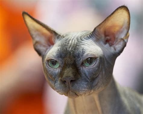 Hairless Grey Cat Portrait Stock Image Image Of Closeup 138344311