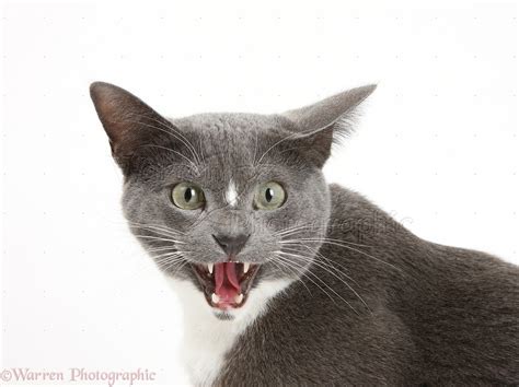 Blue And White Burmese Cross Cat Photo Wp18366