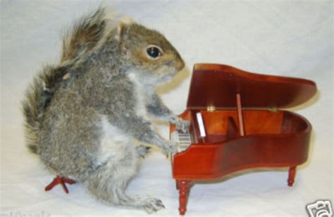 Stuffed Squirrel Playing A Piano — The World Of Kitsch