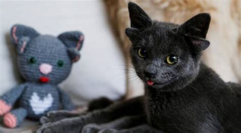 ‘ear Resistable Meet Midas The Cat From Turkey Winning The Internet