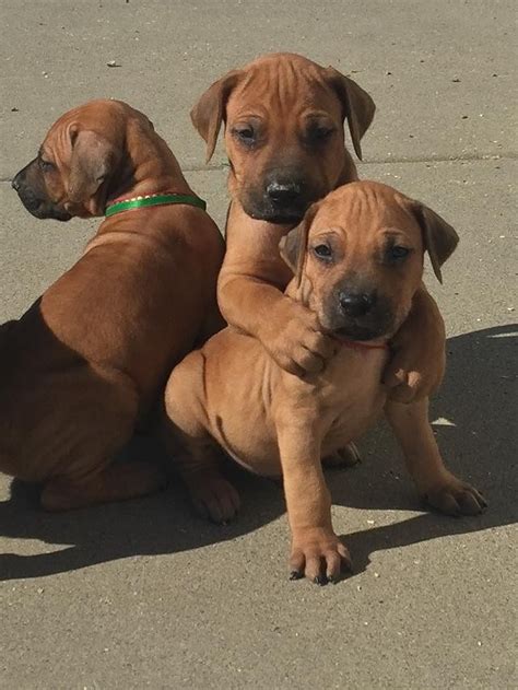 Rhodesian Ridgeback Puppies For Sale Waco Tx 171583