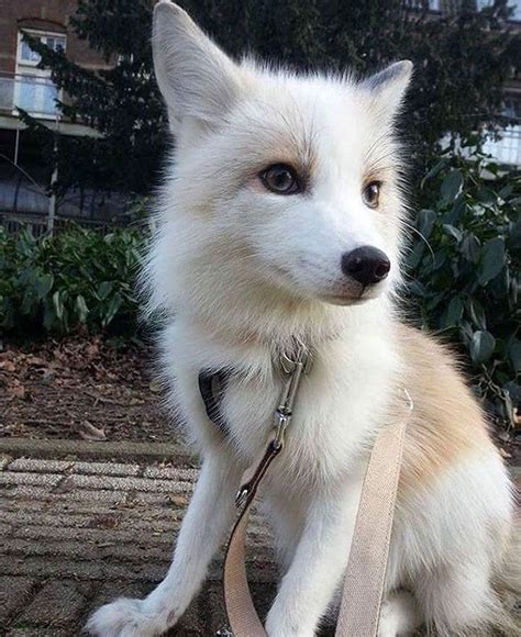 A White Domesticated Fox Animales Pet Fox Fox Dog Domestic Fox