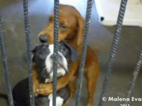 Why Are Dogs Euthanized In Shelters