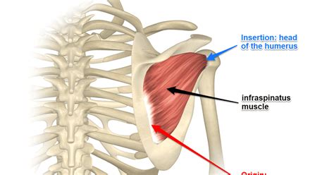 Infraspinatus Muscle Medically