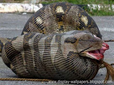 Anaconda Snake Wallpapers Top Free Anaconda Snake Backgrounds