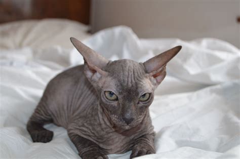 Search for a kitten or cat. Sphynx Cats For Sale | Eureka, CA #161435 | Petzlover