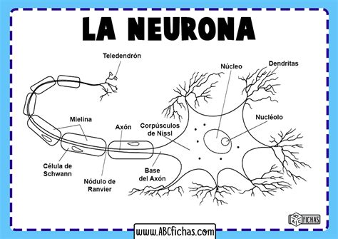 Arriba M S De Dibujo Neurona Y Sus Partes Camera Edu Vn