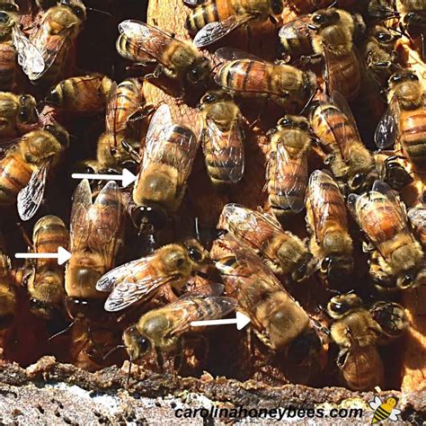 A Drone Bee Male Honey Bee Facts Carolina Honeybees