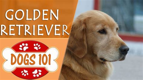 Dogs 101 Golden Retriever Top Dog Facts About The Golden Retriever