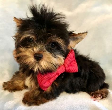 Dog breeders from all over florida use puppyfind to successfully find new, loving homes for their precious puppies. Cheap yorkie puppies For Sale FORT MYERS FLORIDA Pets For ...
