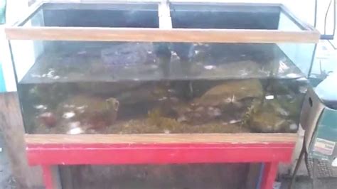 My 75 Gallon Turtle Tank With Fish Youtube