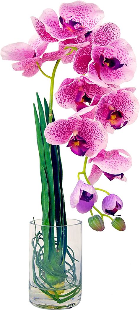 Creative Displays Orchids With Leaves And Curly Willow In Cylinder Vase Home And Kitchen