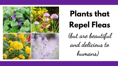 Must-Know Plants that Repel Fleas (and smell great to humans ...