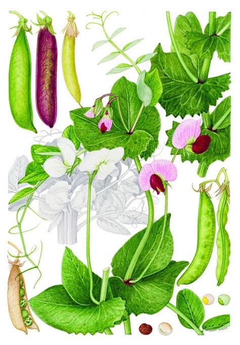 Pisum Sativum L Plants Of The World Online Kew Science