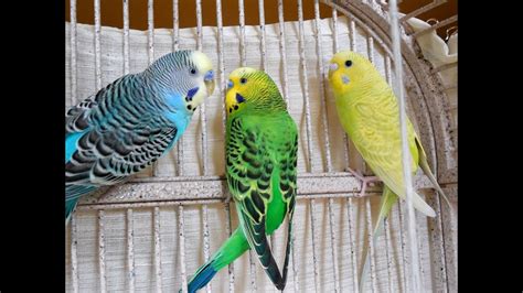 30 Minutes Budgies Parakeets Singing Chirping Reduce Stress Blood