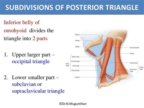 Posterior Triangle Of Neck Powerpoint Lecture Notes By Drnmugunth