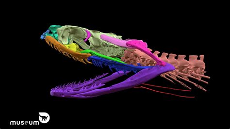 Grass Snake Skull Anatomy 3d Model By Royal Belgian