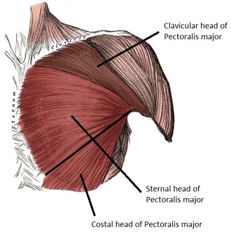 1.upper chest 2.middle chest 3.lower chest 4.interior chest 5.outer chest. How To Build Chest Muscle At Home (With or Without Equipment)