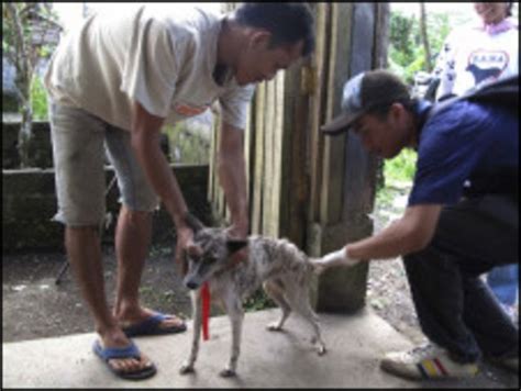 74 Kasus Rabies Di Bali Bbc News Indonesia