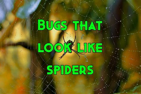 12 Bugs That Look Like Spiders But They Arent