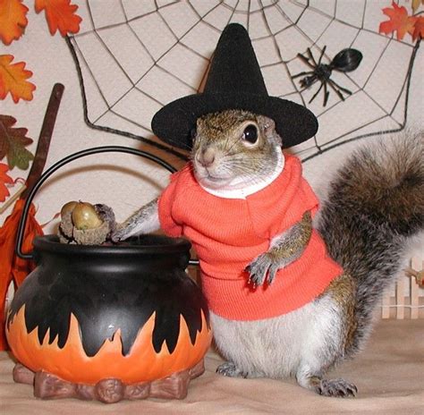 Stirrin Up Trouble On Halloween Halloween Animals Squirrel